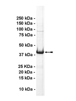 Eurofins DiscoverX ALK6 Protein, Active 250 &mu;g | Buy Online | Eurofins DiscoverX | Fisher Scientific